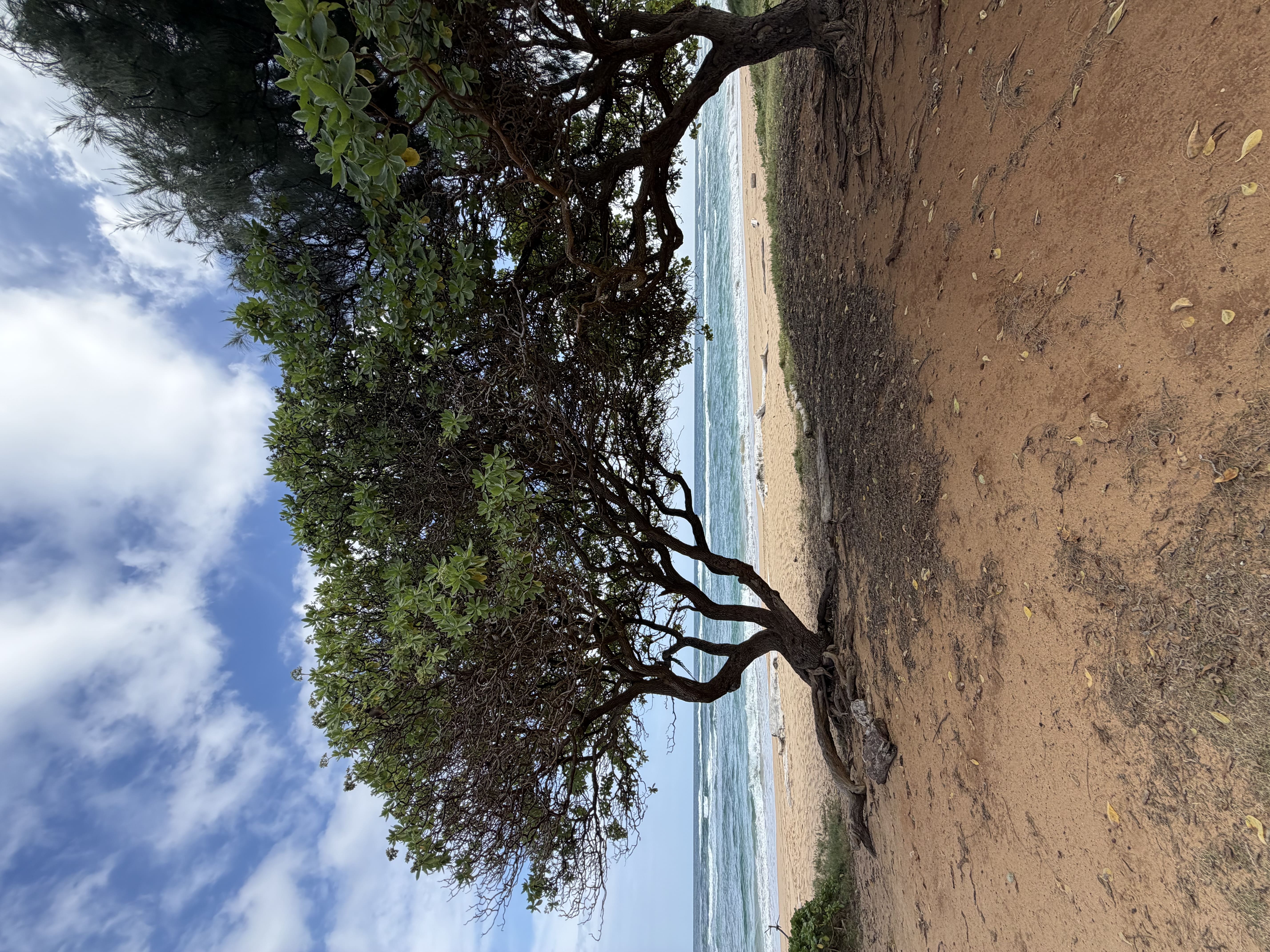 Kauai 2
