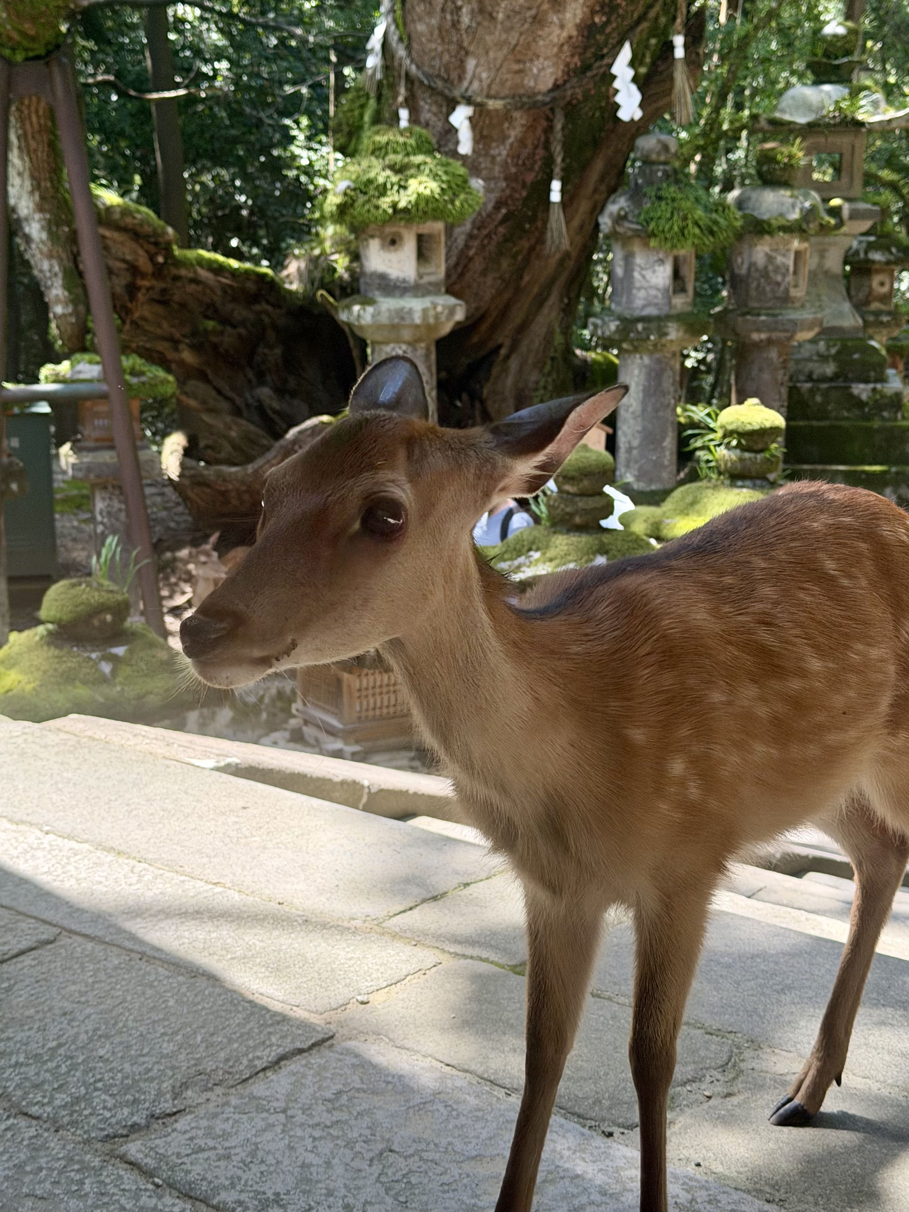 Kyoto 2